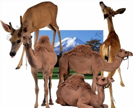 骆驼与鹿图片