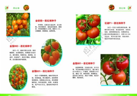 画册绿色蔬菜图片
