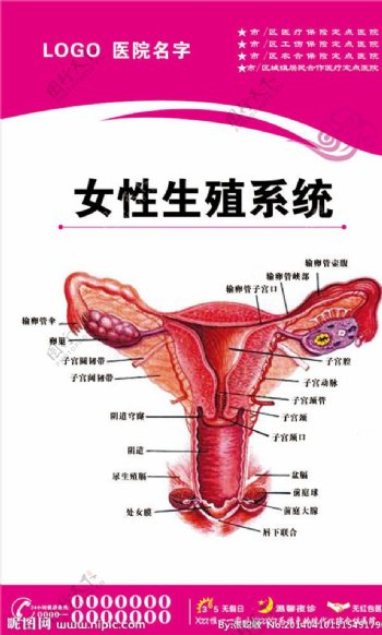 女性生殖系统图片