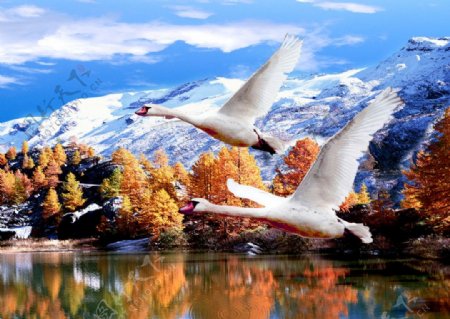 雪山飞雁双飞燕风景雪景图片