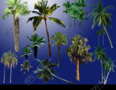 PS后期各种热带树种分层图片系列四