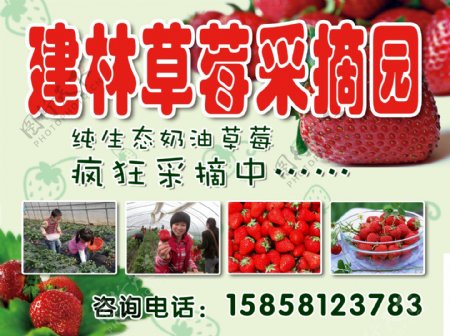 草莓采摘广告图片