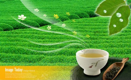 绿色茶叶海报图片