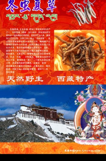 西藏冬虫夏草宣传单页背图片