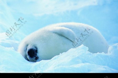 海狮冰雪熊0117