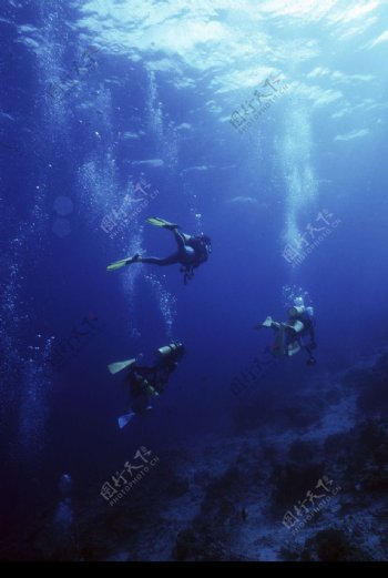深海动物0049