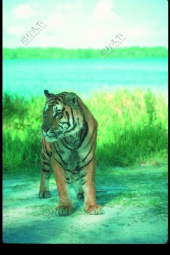 狮虎豹0686