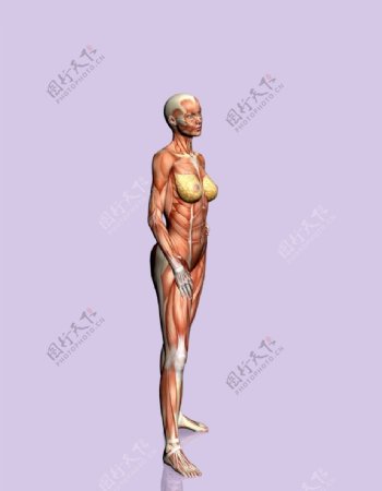 肌肉人体模型0126