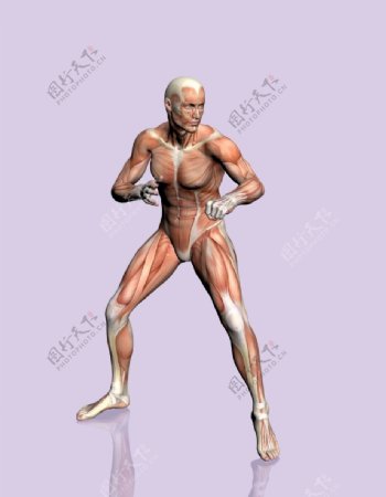 肌肉人体模型0131
