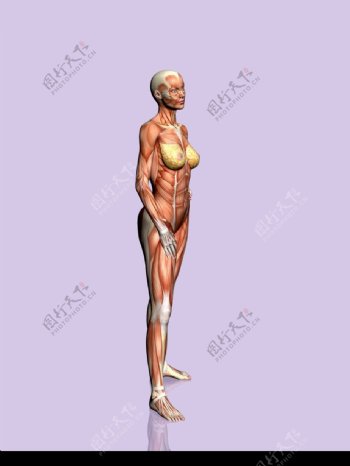 肌肉人体模型0035