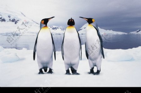 企鹅世界0128