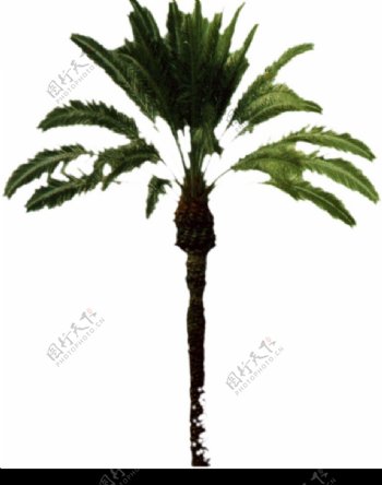 棕榈及椰树0018