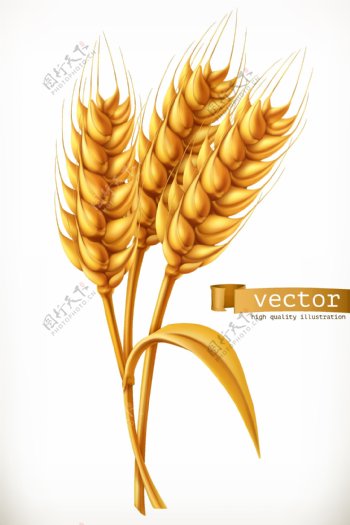 成熟的金色小麦矢量素材