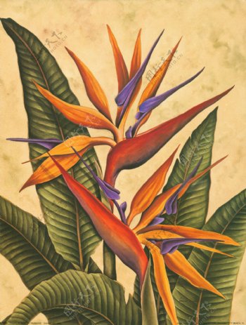 热带植物花卉天堂鸟装饰绘画