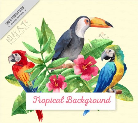 水彩绘热带鸟类和朱槿矢量图