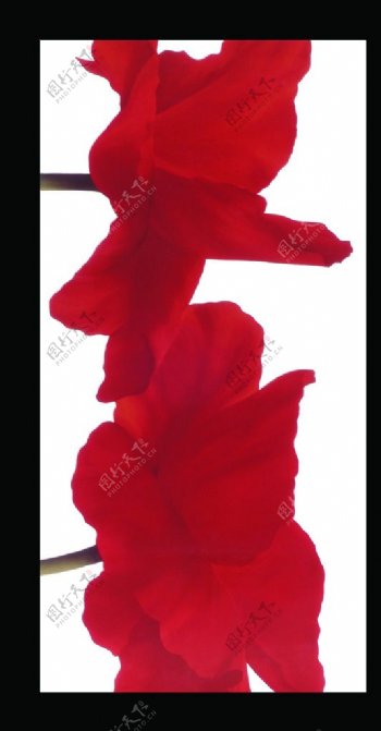 装饰画花卉油画红色花卉