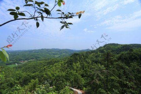 大旺竹海景区风景