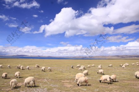 草原羊群蓝天白云