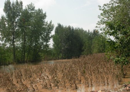 遭受水灾的农田