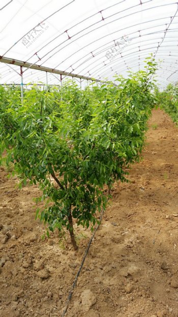 大棚种植培育枣树