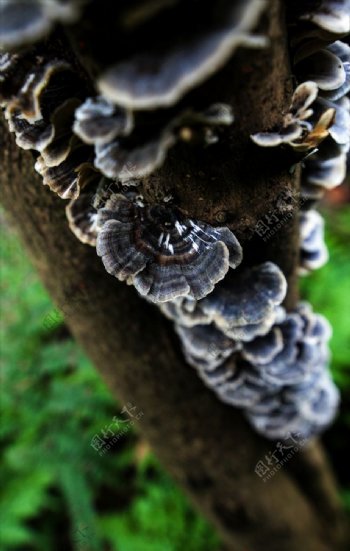 野山菇菇类