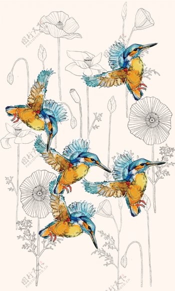 蜂鸟花卉图案下载