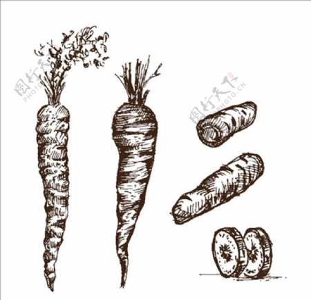 手绘素描红萝卜插图