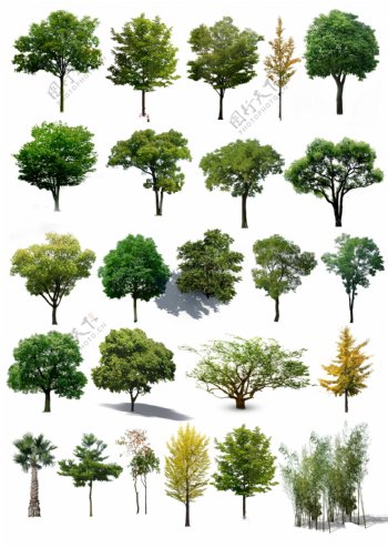 素材树单个景观效果图图