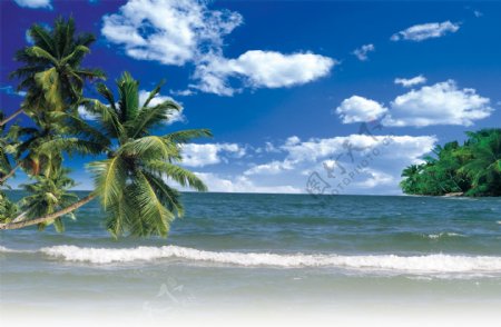 夏日蓝天海滩椰树