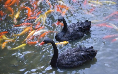2黑天鹅广州动物园里的鹅