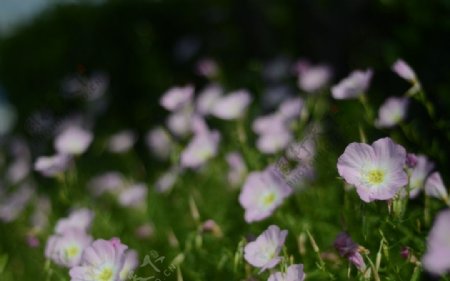 花菱草