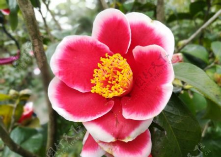 红色茶花花卉