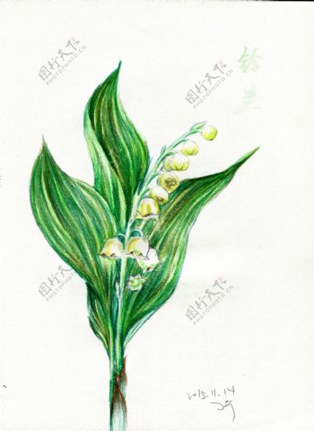 彩铅笔手绘花朵铃兰花