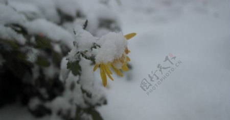 冰雪覆盖的菊花