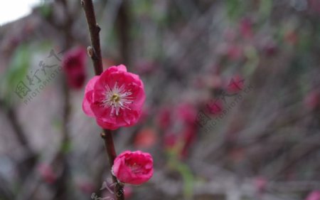 红桃花桃树