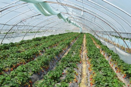 大棚种植草莓大棚