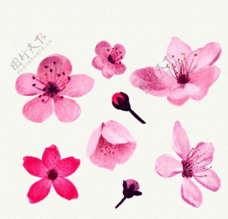 手绘水彩樱花花瓣插图
