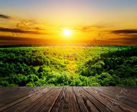 阳光森林与木板背景图片