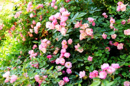 小月季蔷薇花
