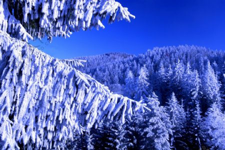 冬天树木图片