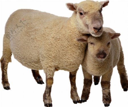 绵羊母子图片免抠png透明图层素材