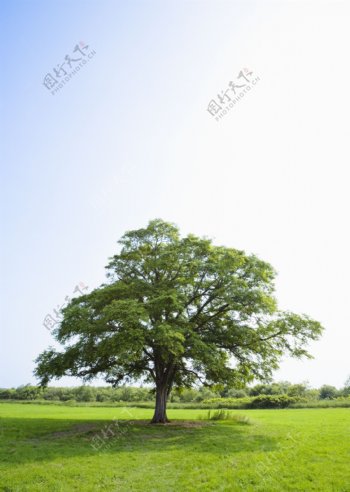 草原上的一棵大树高清摄影图片