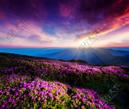 夕阳下的紫色花海图片