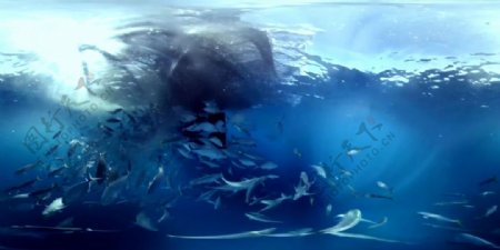 嗜血大白鲨VR视频