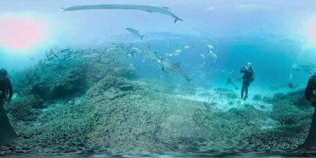 大堡礁海豚群VR视频