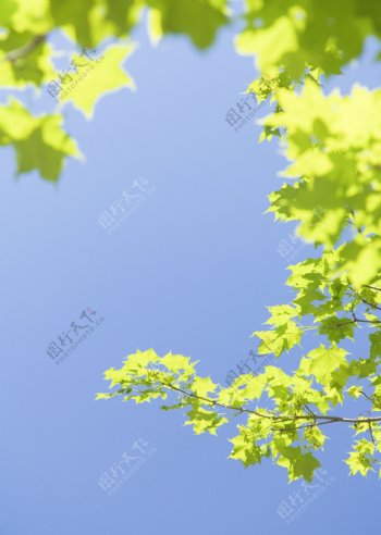 绿色枫叶素材图片