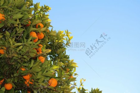树上的美味柑橘