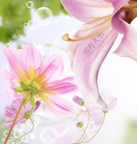 汽泡与粉色花朵图片
