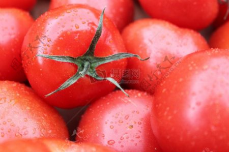带水滴的番茄