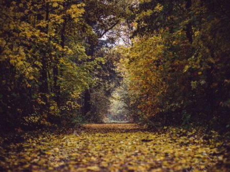 道路自然森林道路公园秋天秋天户外叶子树林
